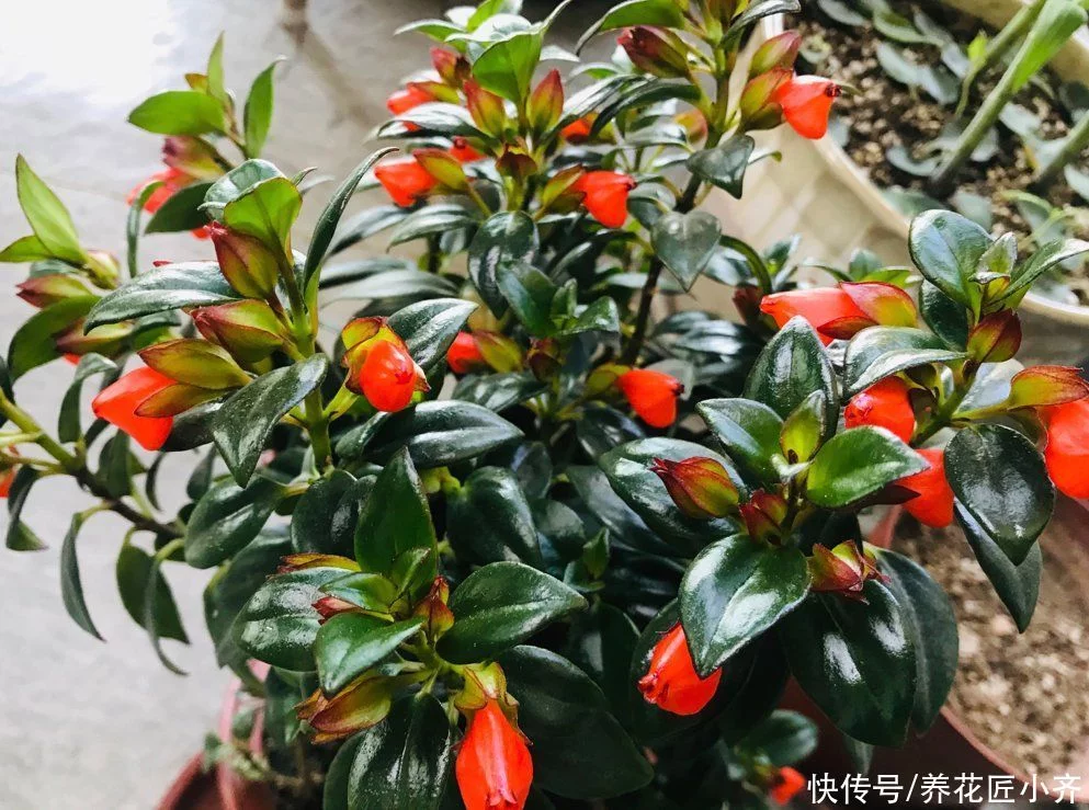 植物开花都要具备2个“条件”,缺一不可,否则再茂盛也不长花苞插图1 植物开花都要具备2个“条件”,缺一不可,否则再茂盛也不长花苞插图1