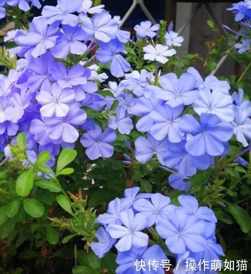 6种花爱“吃土”，10月赶紧换盆，不然长势弱来年花量减半