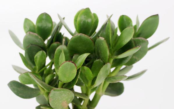 八种不喜水花,土不干不浇水