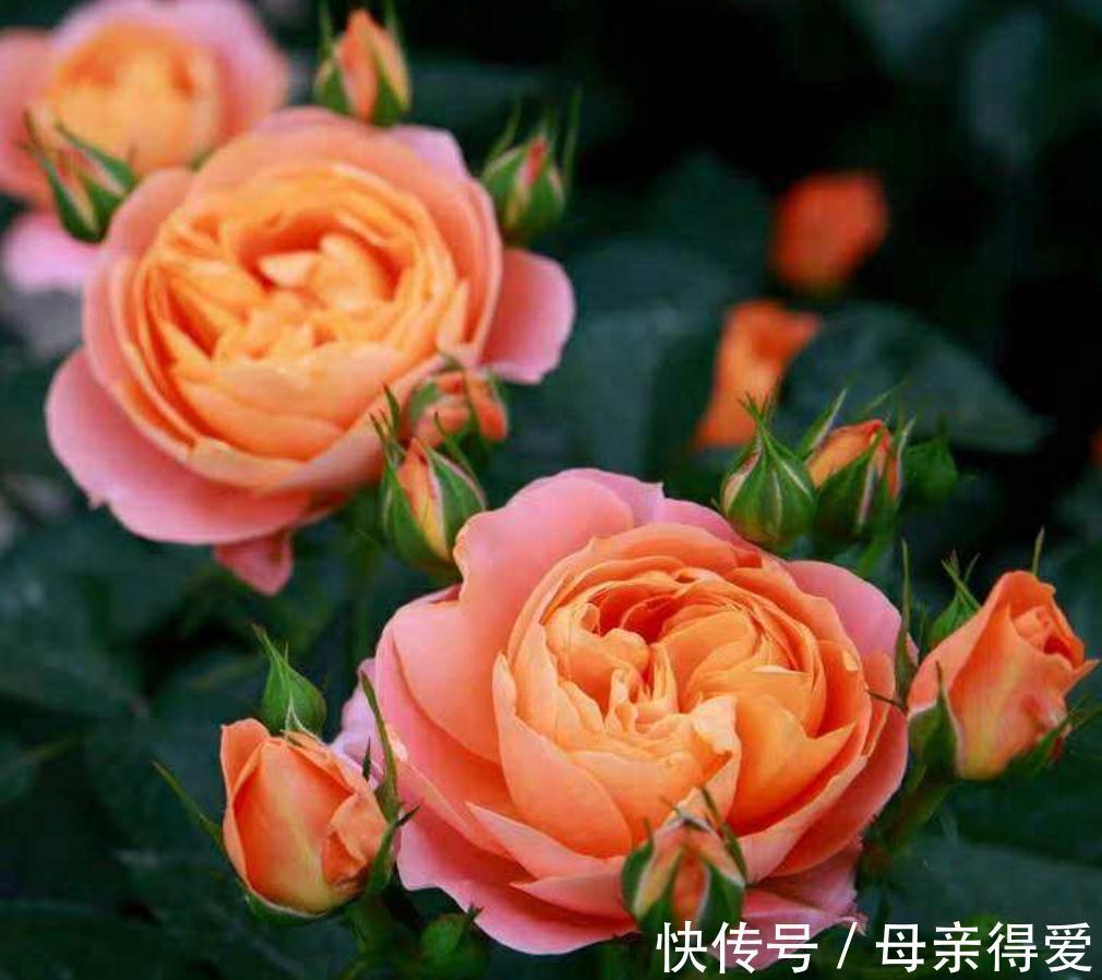 阳台党花友养月季，这两款是首选，节省空间，开花勤快