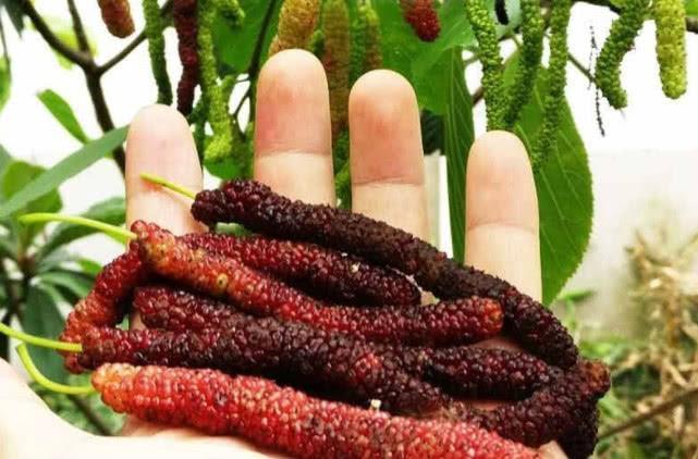 营养价值|树上长着一种像“毛毛虫”的果子，营养价值高，却很少有人认识