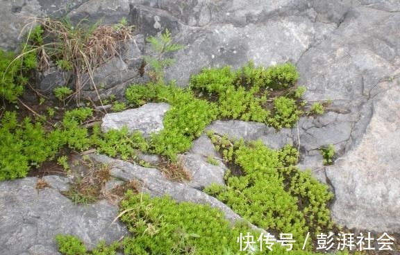 花友们|花盆里种上“1种野草”，40天就爆盆，繁殖出“20棵”，很美