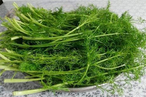 常吃这菜的人,腰都悄悄变细了,它富含膳食纤维开胃又排毒