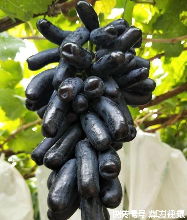 伙伴们|家有院子别空着,此树种几棵,耐寒耐旱,而且吃不完!