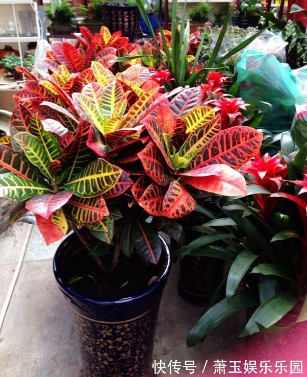 客厅别养“10种花”，虽然很漂亮，却是不利于健康的“危险花”