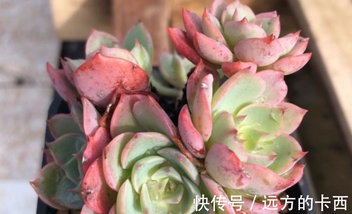 度夏|多肉泪无痕名字很美,出状态颜值不低,同时还跟雨滴有莫大的关系