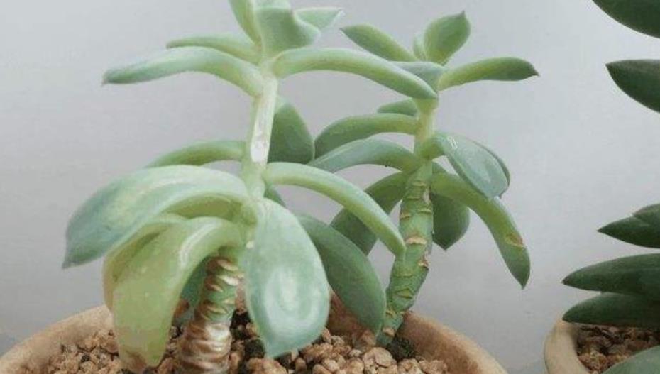 长势|多肉徒长摊大饼?教你这样操作,肉肉变美长势好