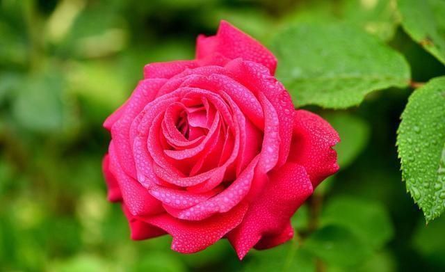 复合肥|夏天养月季不能施肥别搞错,会错失好几拨花开