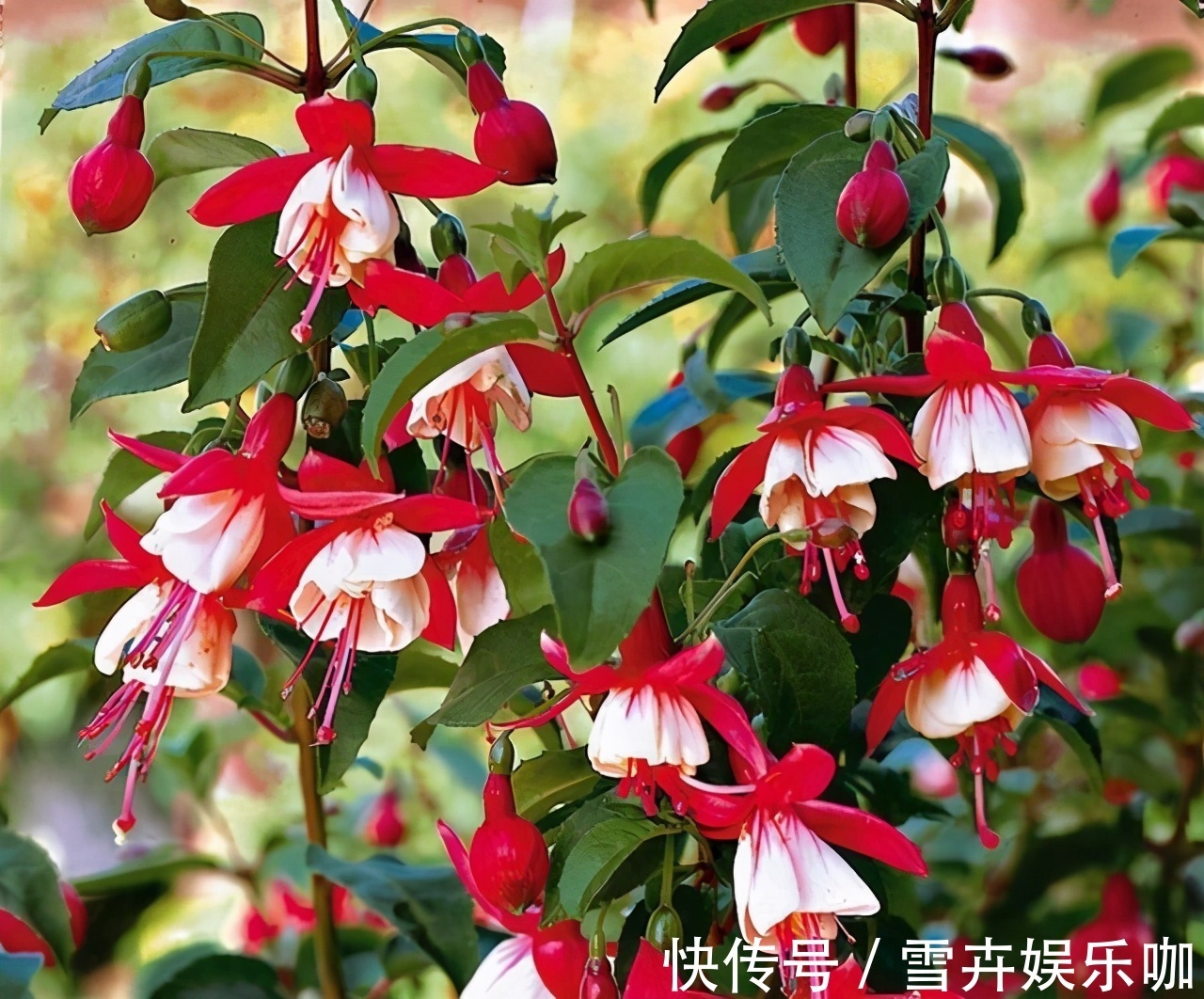 天热需要“睡觉”的四种花,“断粮”少水的穷养,长得更好