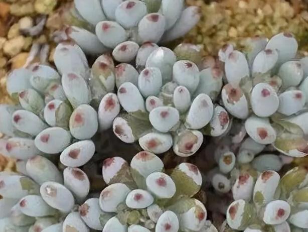 6条实用小经验,让你的肉肉安然度夏