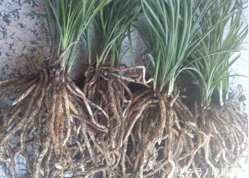 8种花,秋天翻盆顺便分株,一盆变多盆,明年光买盆就足够了