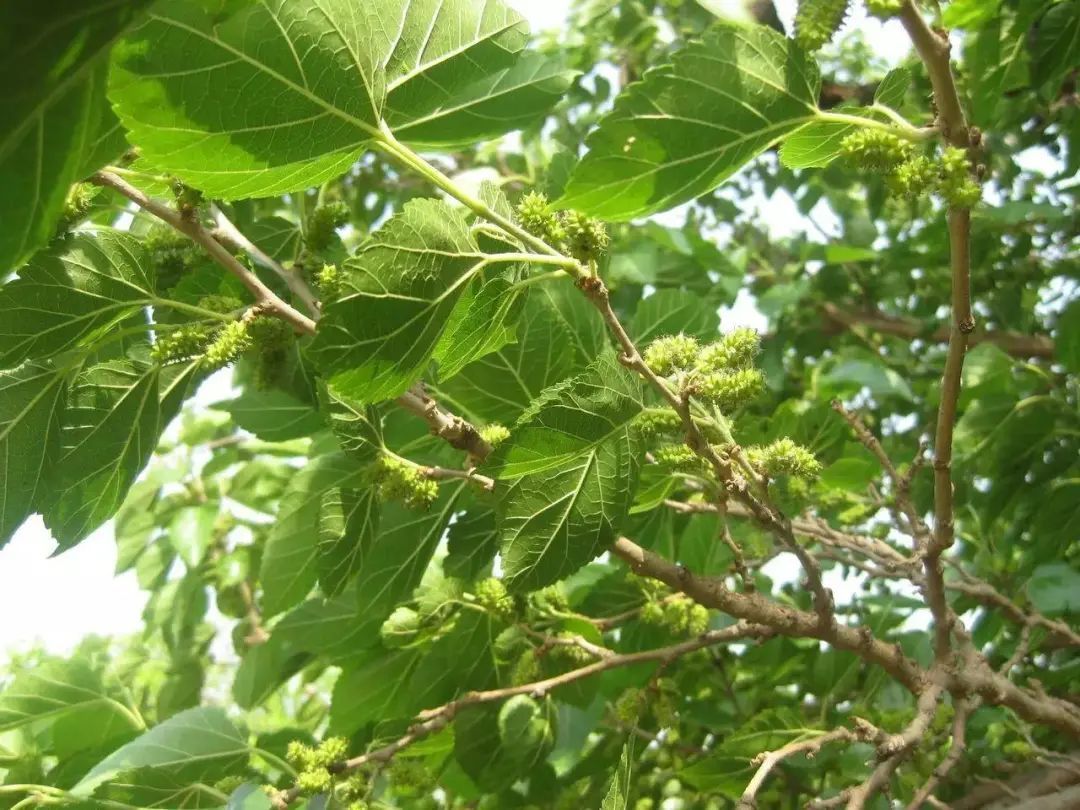 手足|一个古方,4味药,温通血脉、振奋阳气,对手足麻木有神奇疗效!