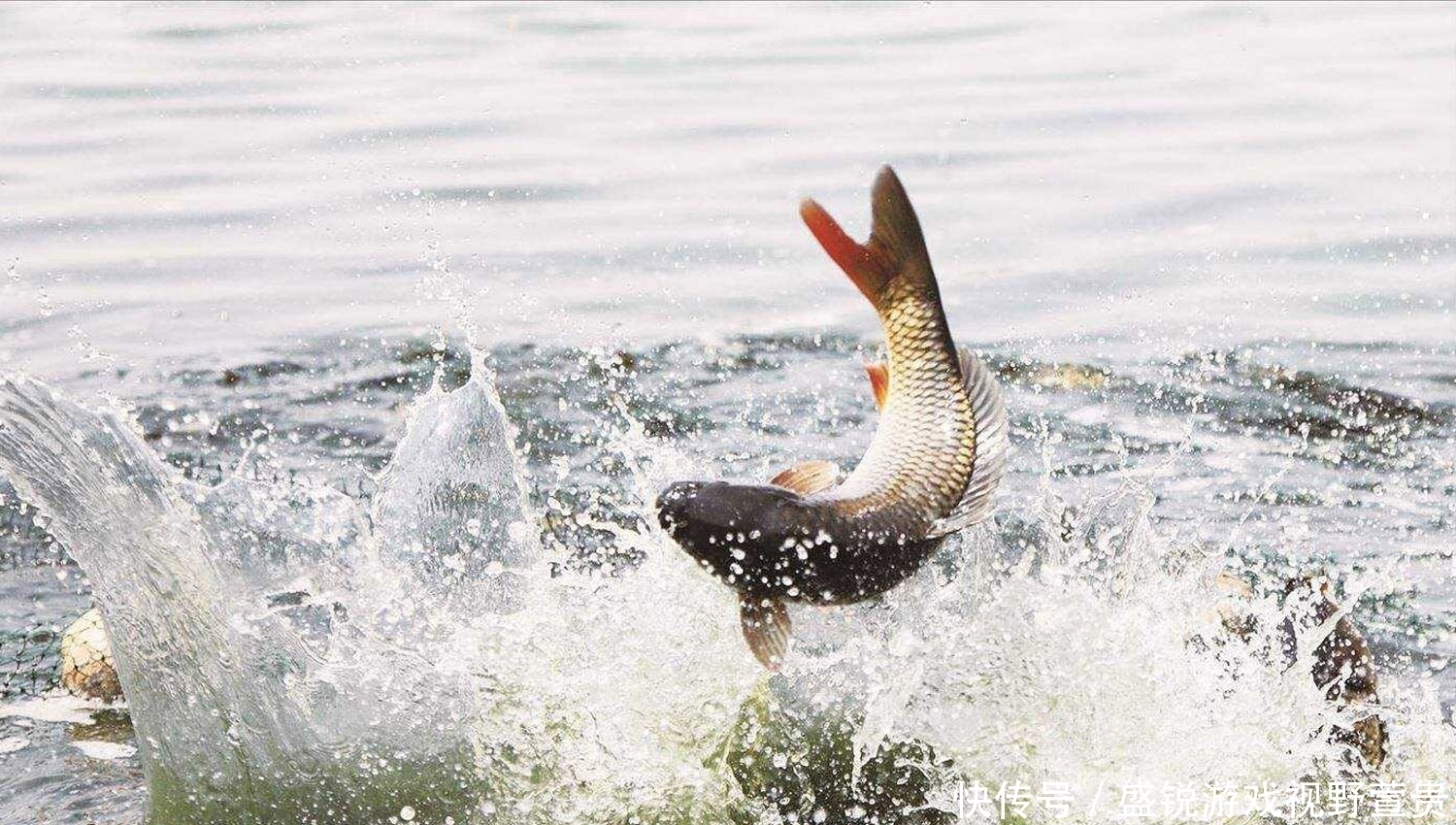 鱼群|钓鲤鱼时怎么才能让窝子里的鱼一直有口?钓鲤鱼的持续诱鱼技巧