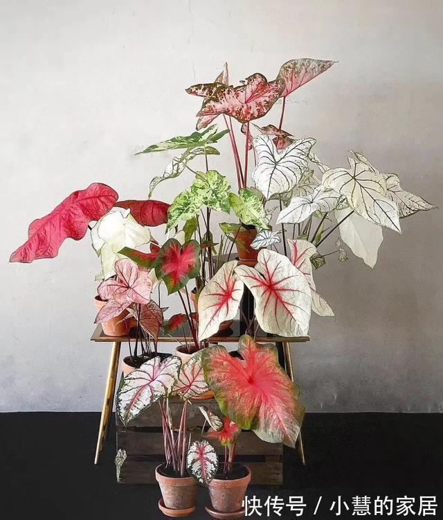 公认的“12种耐阴花”,有点散光就能长,花叶俱美有格调