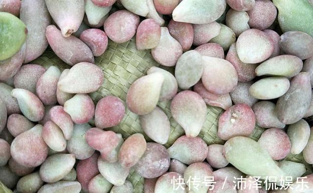 便宜|阳台养多肉，桃蛋粉嘟嘟，一生百，百生千，变成小桃林