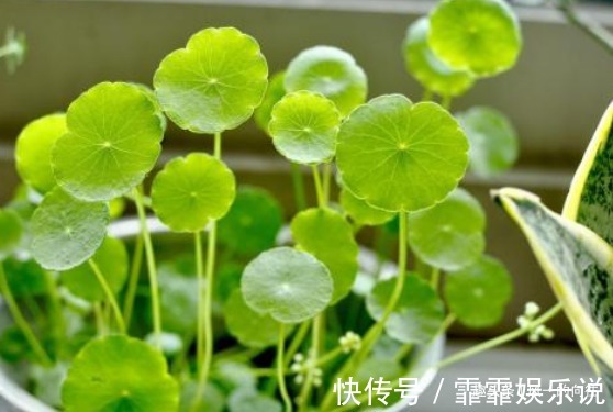 在家最适合养这3种花草，既好养寓意还佳，家人兴旺财源广