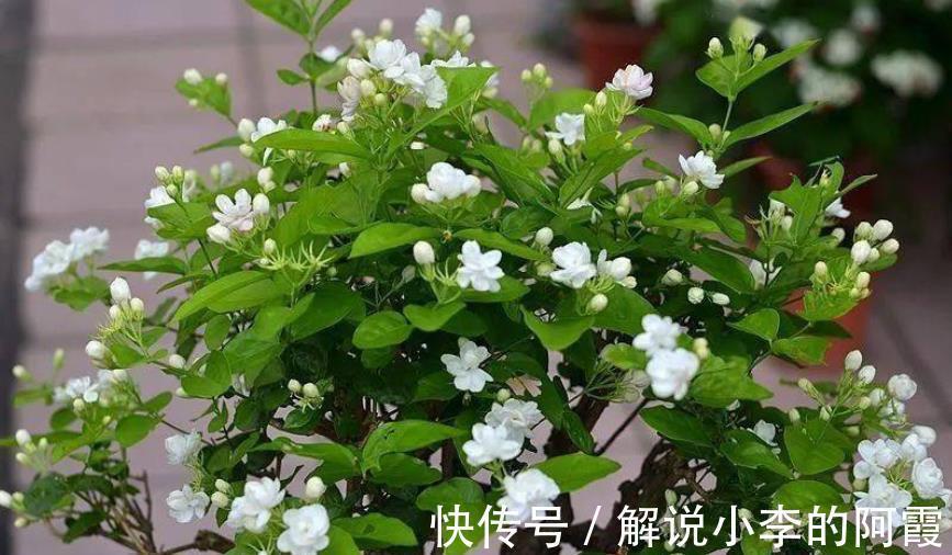 植株|5种花冬天假死后,可别丢了,注意保暖,来年开春还能发芽开花