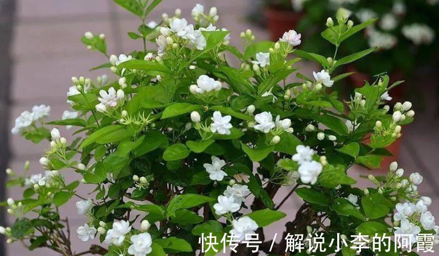 植株|5种花冬天假死后，可别丢了，注意保暖，来年开春还能发芽开花