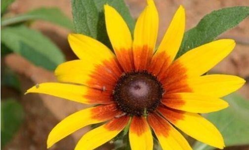 4种花，自带福气好养活，日子红火财运滚滚，好看好养寓意好