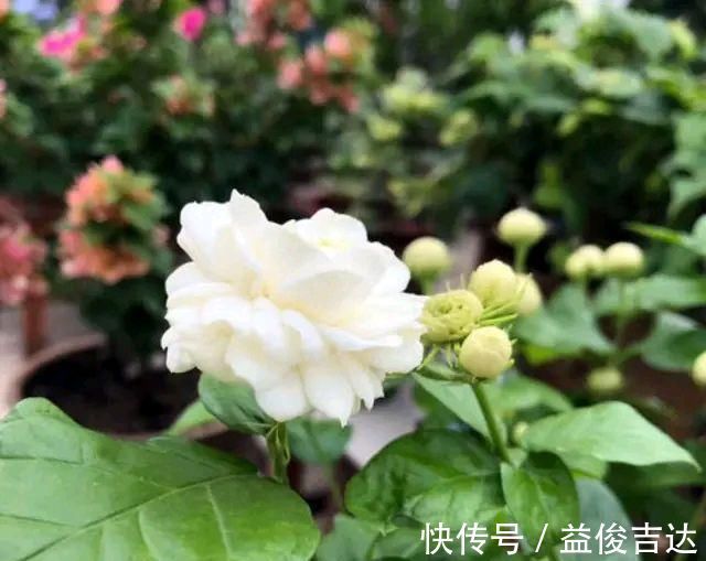 枝条|茉莉花老桩换盆,必做“1件事”,根系长满盆,侧枝多,一次开爆