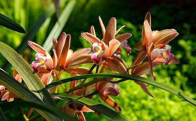 兰花施肥，用“不花钱”的肥料，植株旺盛，开花开的多