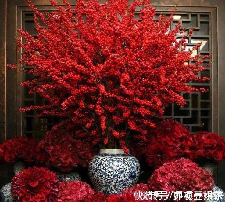 火火|7种“红色系”年宵花,养在家中添喜气,红红火火过大年