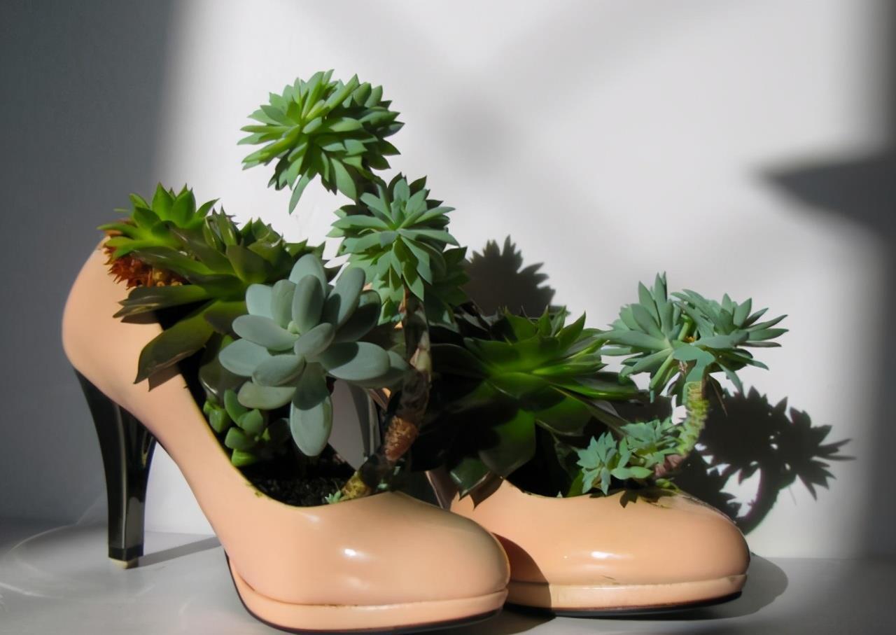 为省钱,用这几种“废品”养花,结果花友跟风效仿,意外啊