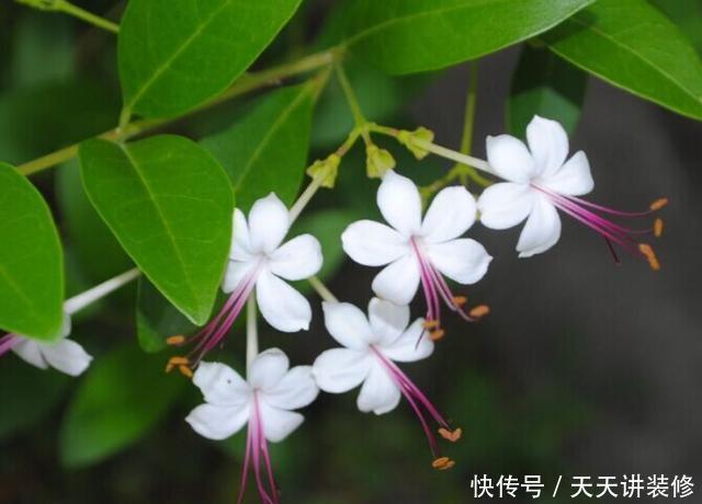 养不好茉莉花就养“假茉莉”，香味足更皮实，四季开花不黄叶