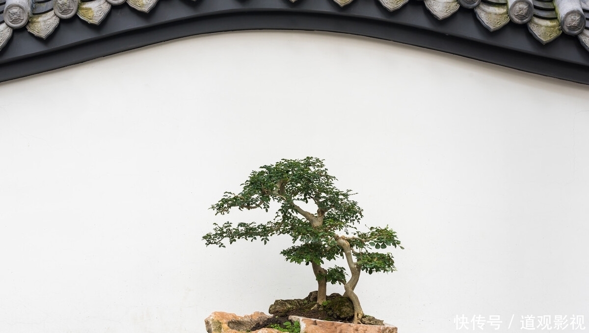 盆景的养护工作中,频繁出现徒长枝,4点原因要牢记,及时改正