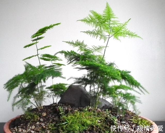 文竹、武竹和松叶武竹三“兄弟”,颜值高,哪种养护难度高!