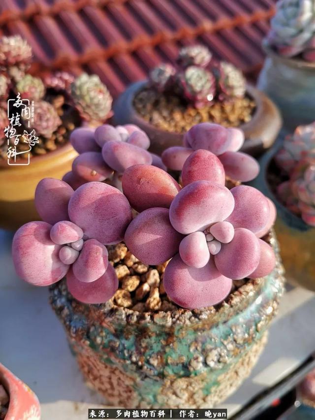 养多肉近四年,一路的走来,阳光总在风雨后!