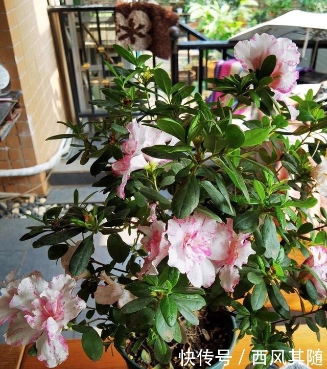 这三种花很“娇气”,冬天要慎养,一不小心只剩盆