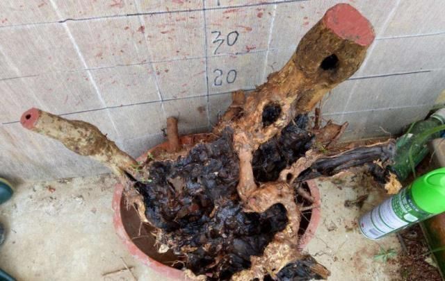 乡下一种“柴火木”,年年砍不绝,如今做成高档盆景,很受人欢迎