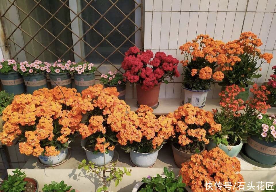 枝条|养了5年的长寿花“老桩”快开花了,总结4点经验,对你有用