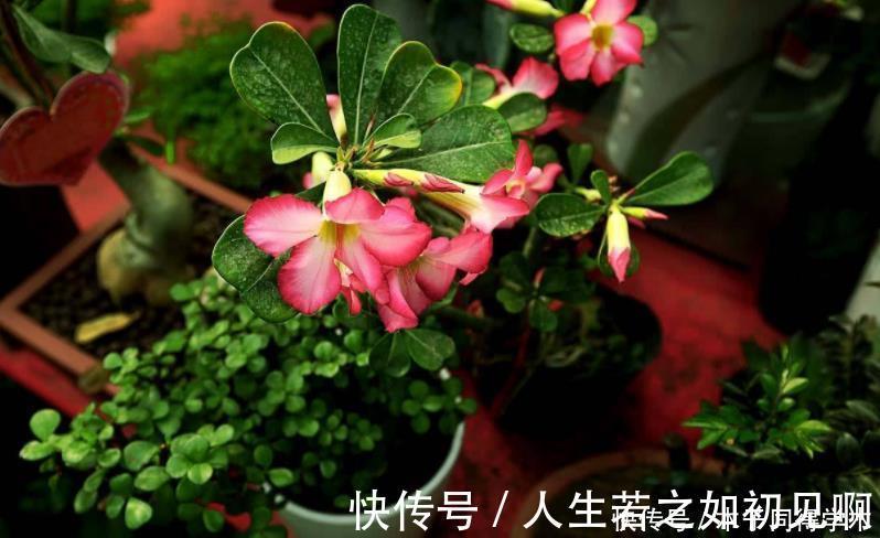 花草|给花草换盆时，偷偷塞些它，土壤更透气肥沃，植物不爱烂根