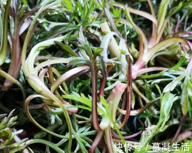 吃法|68种野菜图片,教你认识不同的野菜和吃法,你想要的野菜这里都有