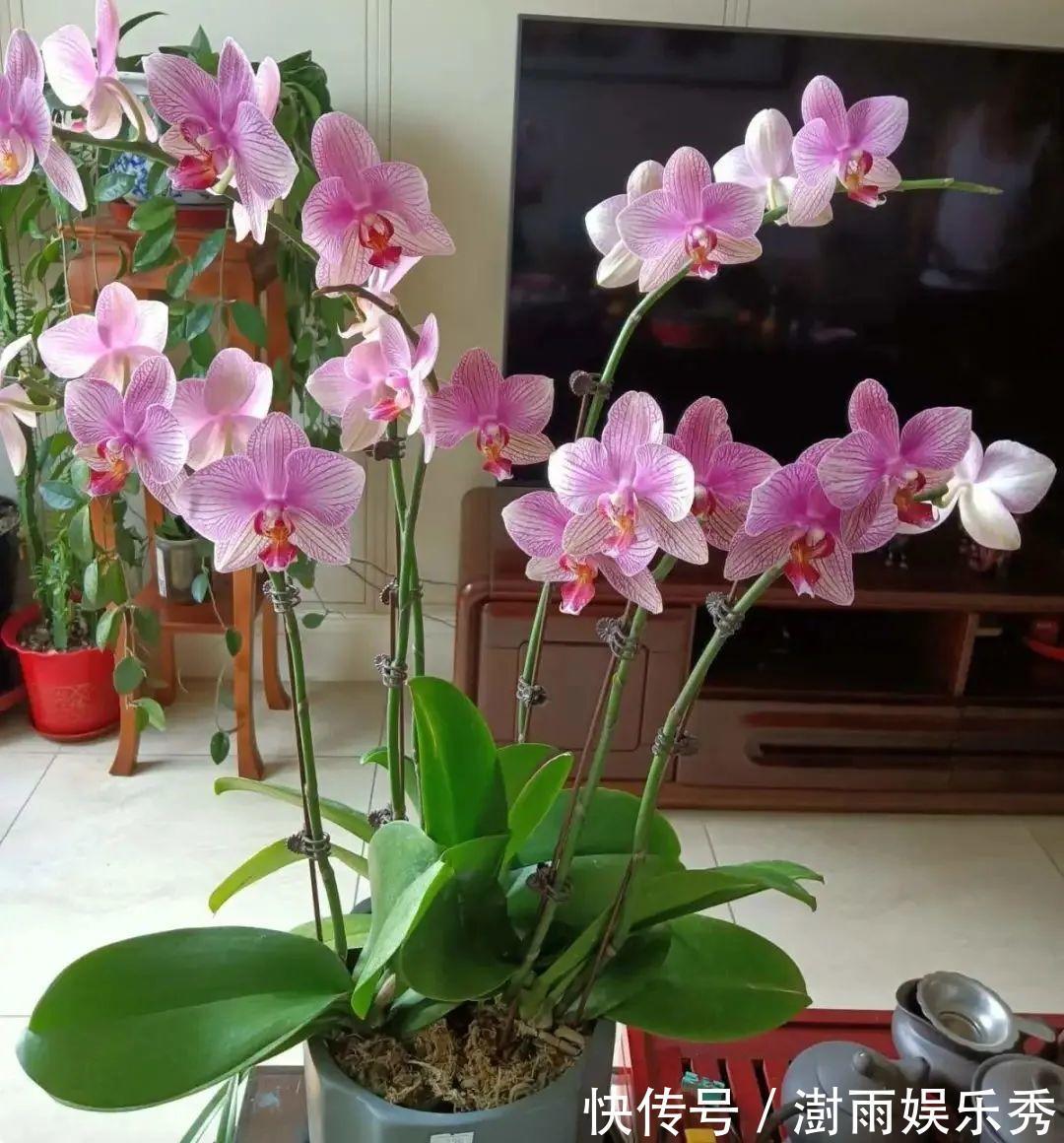 13种“阴冷花”,客厅没光照,长得更旺,越晒越难看