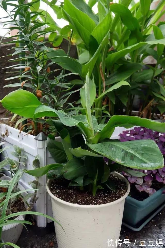 能盆栽的迷你香蕉树,比绿萝还耐阴的花,叶子亮得像打蜡!