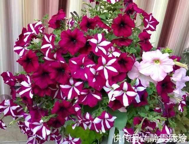 风雨兰|花友评选出6种“良心”好花,价格不高、花朵都是“高颜值”