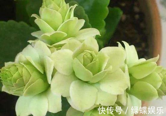 花苞|长寿花“偷懒”不开花一个小诀窍,花苞200个,花开“压弯枝