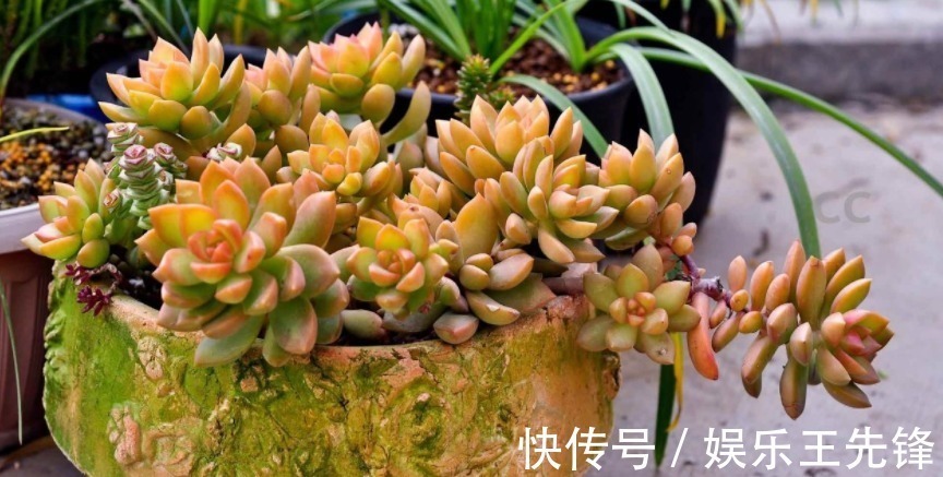 给多肉换盆土期间,没有注意到这些,还不如不动手