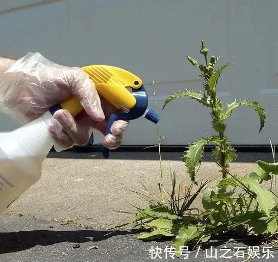 鸡蛋壳|在家里养花时,肥皂水、鸡蛋壳或煮菜的水别丢,是可以用来养花的