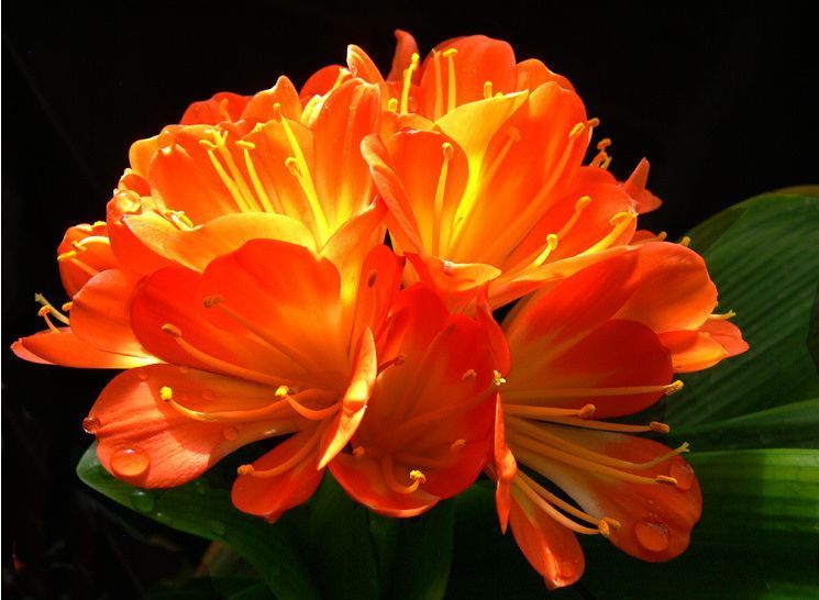 阳台养花就养这种花,仿佛置身花海,香气迷人,美爆了