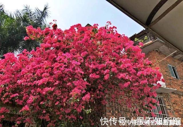 花友|茉莉、三角梅开得旺,土里两种花肥很重要,添一点就有明显效果