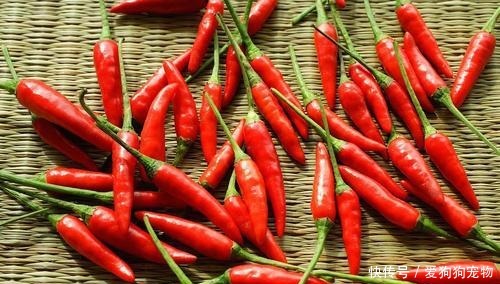 餐饮|做餐饮的,为何都做不过川菜