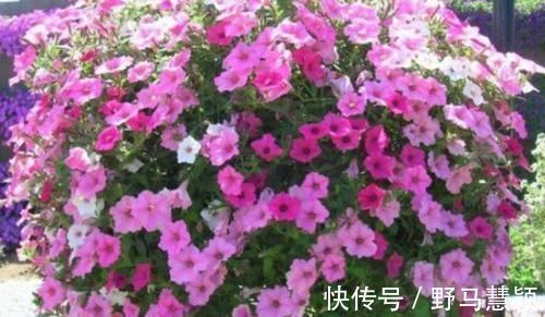 沙漠玫瑰|4种花漂亮又便宜,沾土就开花,开花爆盆很漂亮,越养越喜欢