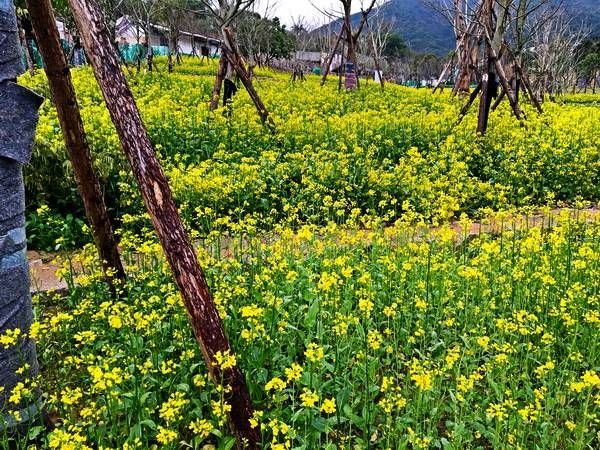 戏锦|雨洪公园赏油菜花,森林公园看樱花戏锦鲤鱼