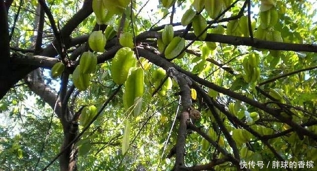 水果|南方独有的水果,烂在枝头给鸟吃,在北方却卖到十元一斤