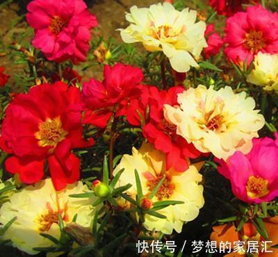 花卉|从9月10日开始,家养此款花卉,耐旱又耐晒,花开大又艳