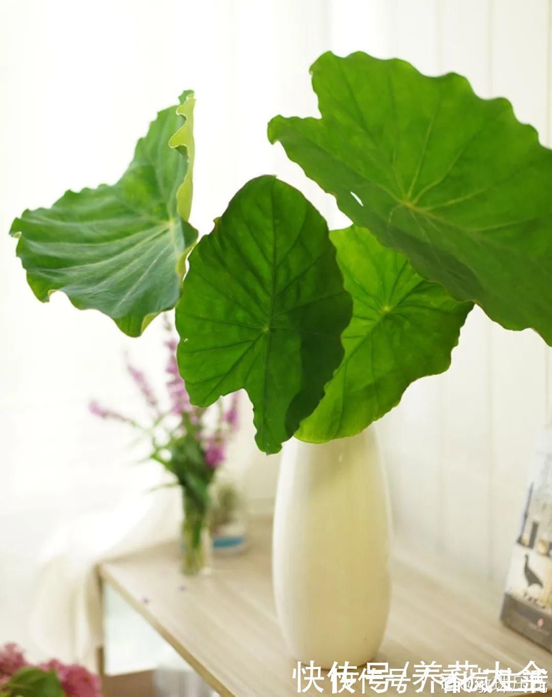 叶子|人参萝卜开花了,我种的花,都是这么奇奇怪怪